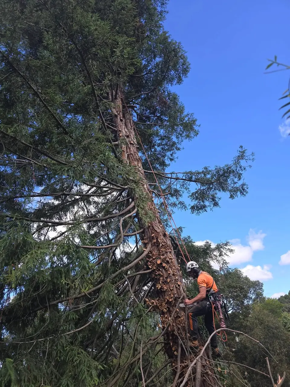 Arborist working high in a mature tree