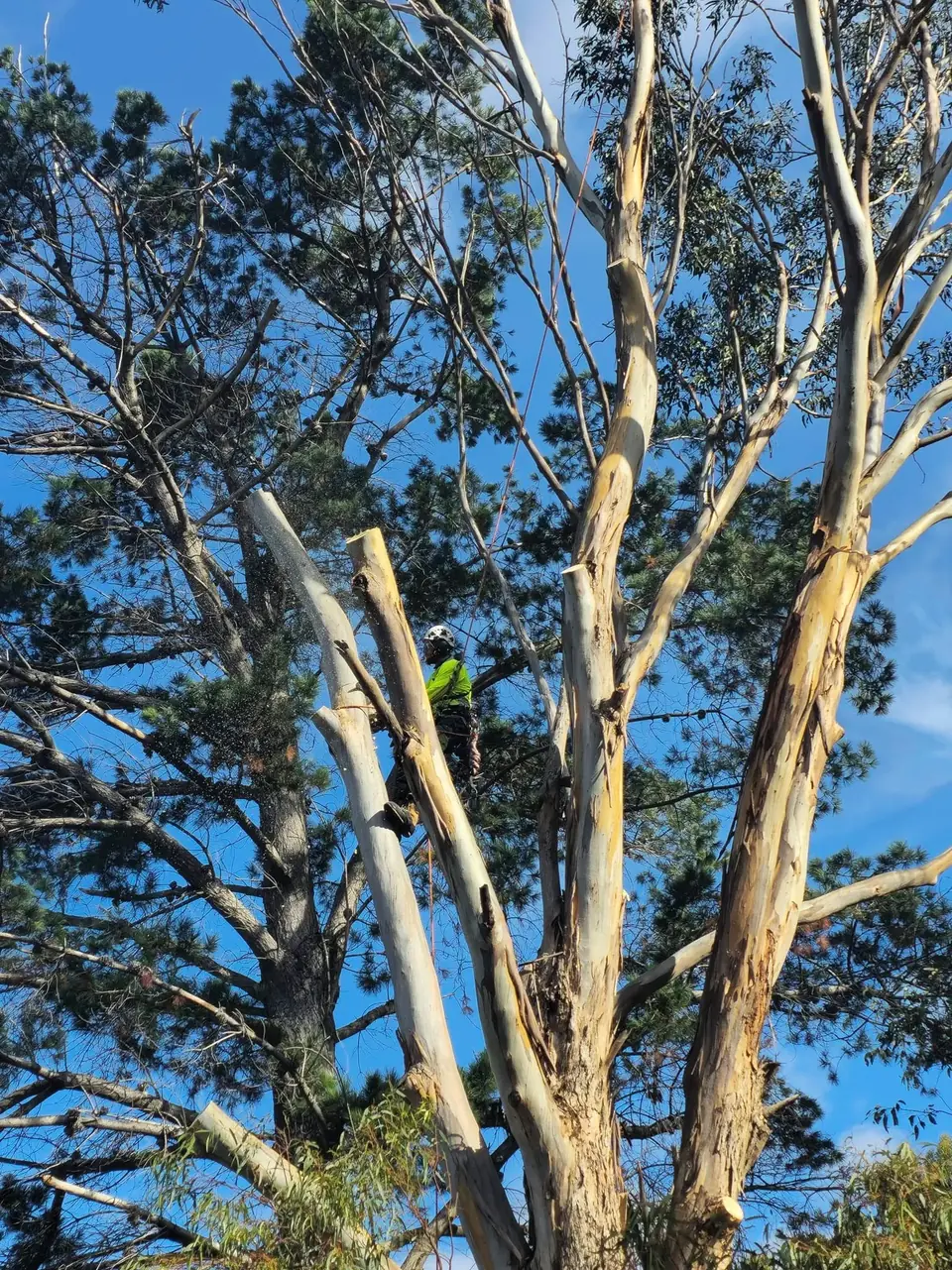 Tall eucalyptus branches against a blue sky